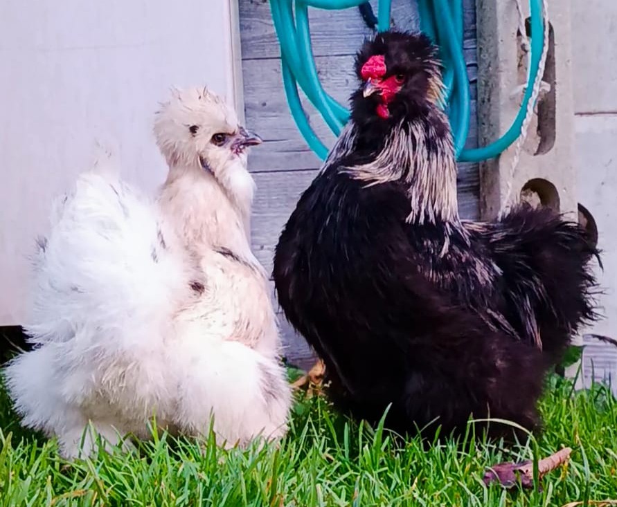 Gallina e Gallo Moroseta